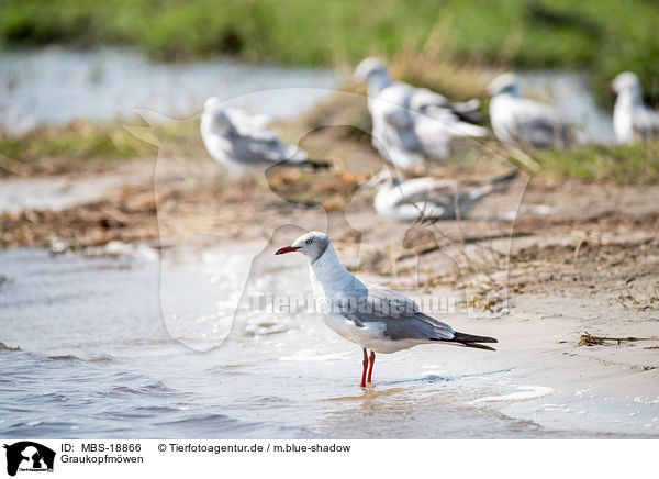 Graukopfmwen / grey-headed gulls / MBS-18866