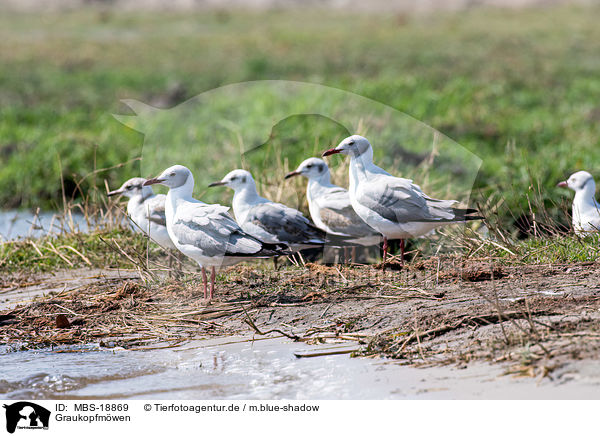 Graukopfmwen / grey-headed gulls / MBS-18869