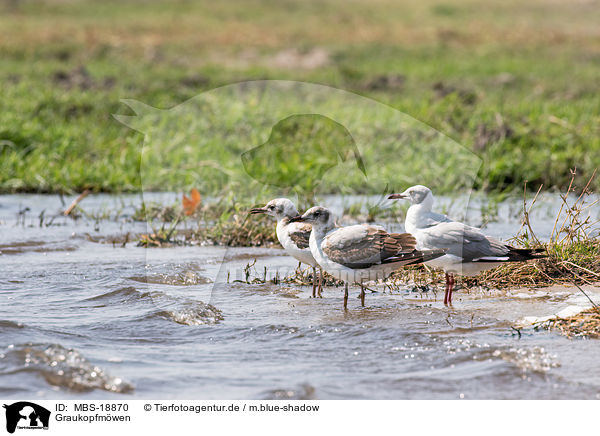 Graukopfmwen / grey-headed gulls / MBS-18870