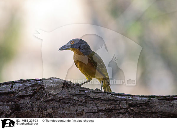 Graukopfwrger / grey-headed bush-shrike / MBS-23793