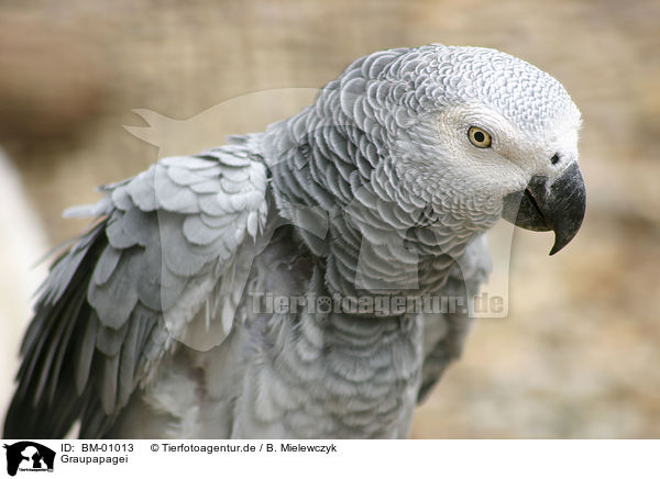 Graupapagei / parrot / BM-01013