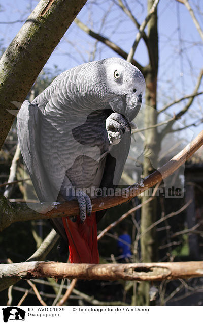 Graupapagei / grey parrot / AVD-01639