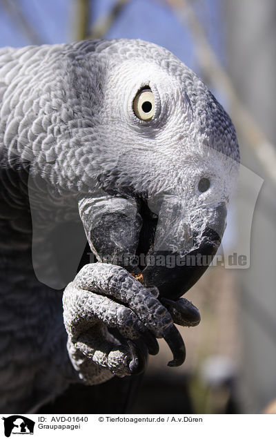 Graupapagei / grey parrot / AVD-01640