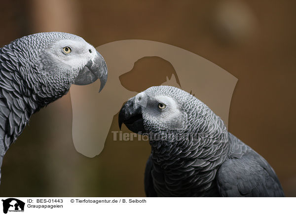 Graupapageien / grey parrots / BES-01443