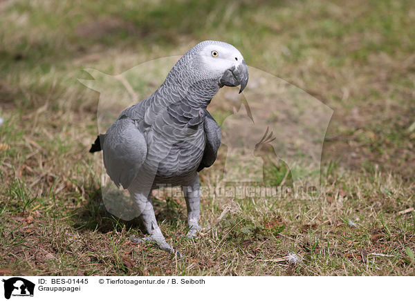 Graupapagei / grey parrot / BES-01445