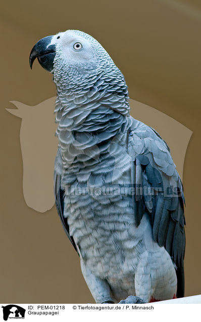 Graupapagei / african grey parrot / PEM-01218
