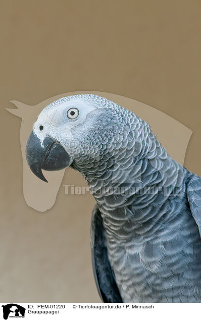 Graupapagei / african grey parrot / PEM-01220