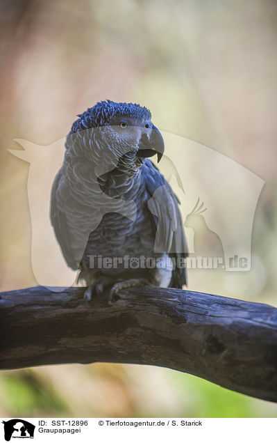 Graupapagei / african grey parrot / SST-12896