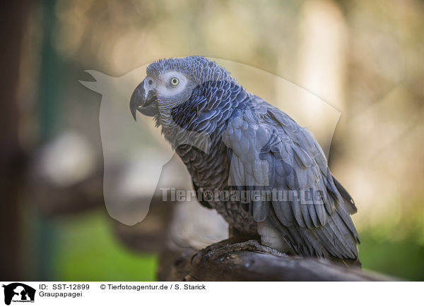 Graupapagei / african grey parrot / SST-12899
