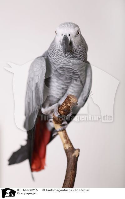 Graupapagei / african grey parrot / RR-56215