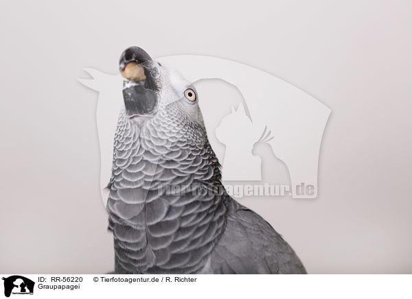 Graupapagei / african grey parrot / RR-56220