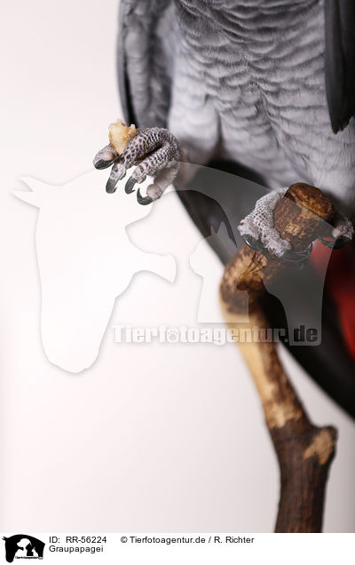 Graupapagei / african grey parrot / RR-56224