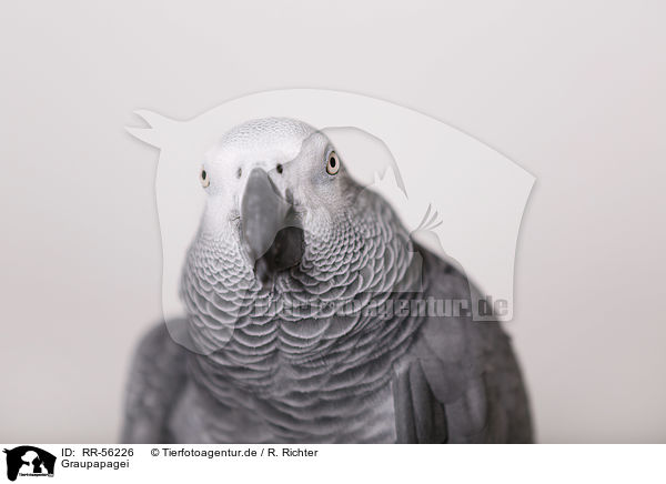 Graupapagei / african grey parrot / RR-56226