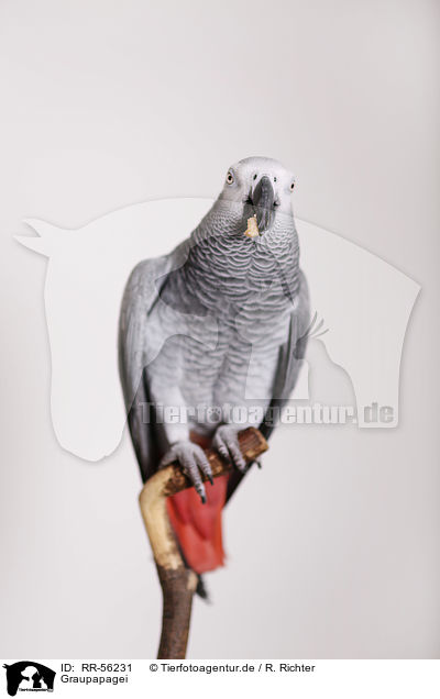 Graupapagei / african grey parrot / RR-56231
