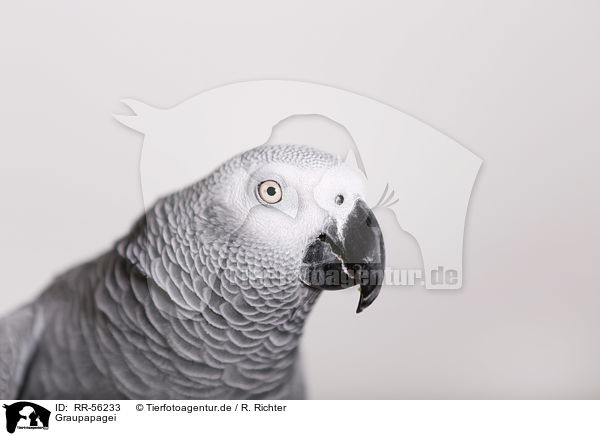 Graupapagei / african grey parrot / RR-56233