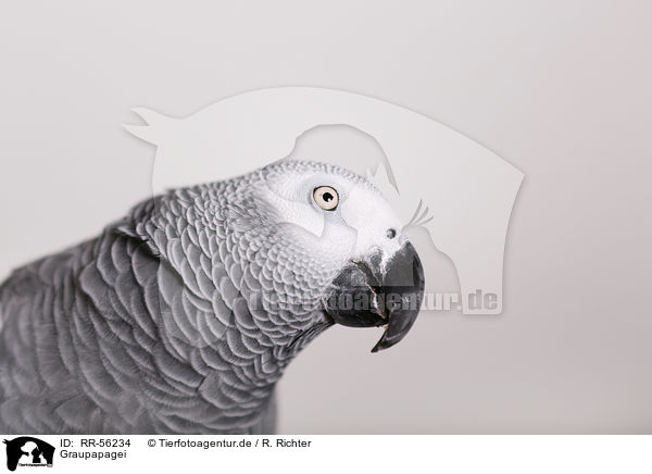 Graupapagei / african grey parrot / RR-56234