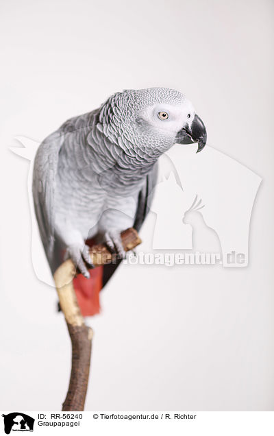 Graupapagei / african grey parrot / RR-56240