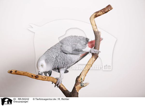 Graupapagei / african grey parrot / RR-56242