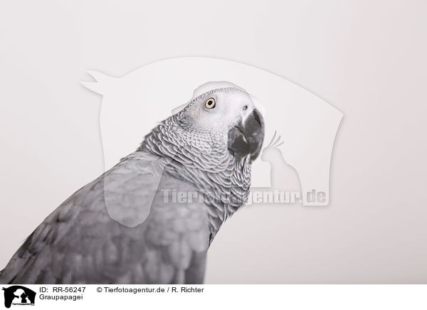 Graupapagei / african grey parrot / RR-56247