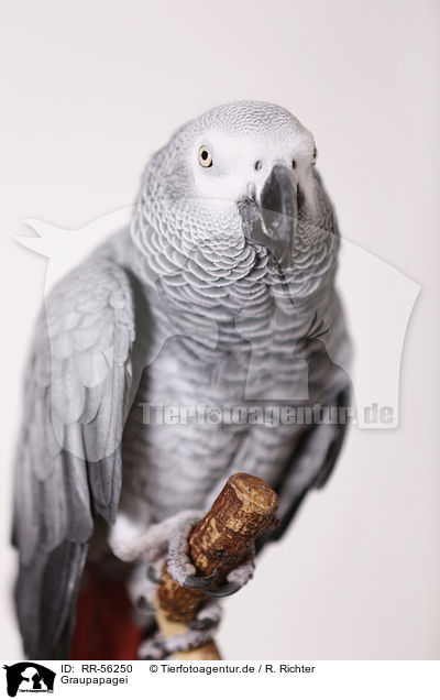 Graupapagei / african grey parrot / RR-56250