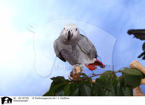 Graupapagei / african grey parrot / JH-19729