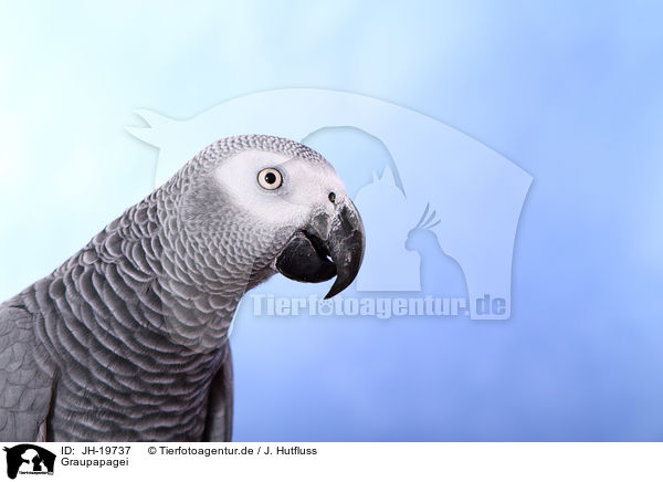 Graupapagei / african grey parrot / JH-19737