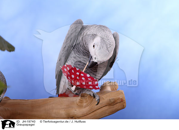 Graupapagei / african grey parrot / JH-19740