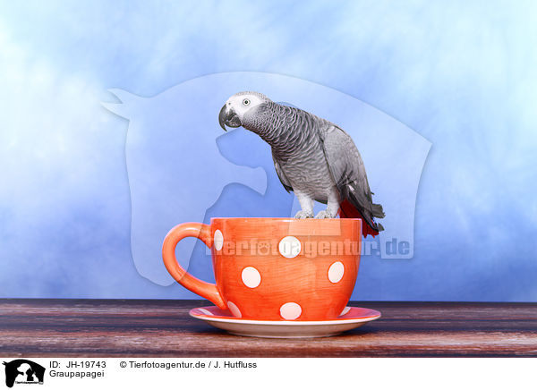 Graupapagei / african grey parrot / JH-19743