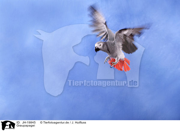 Graupapagei / african grey parrot / JH-19845