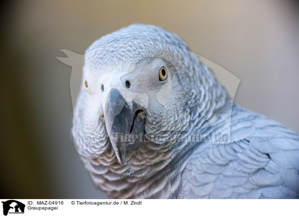 Graupapagei / African grey parrot / MAZ-04916