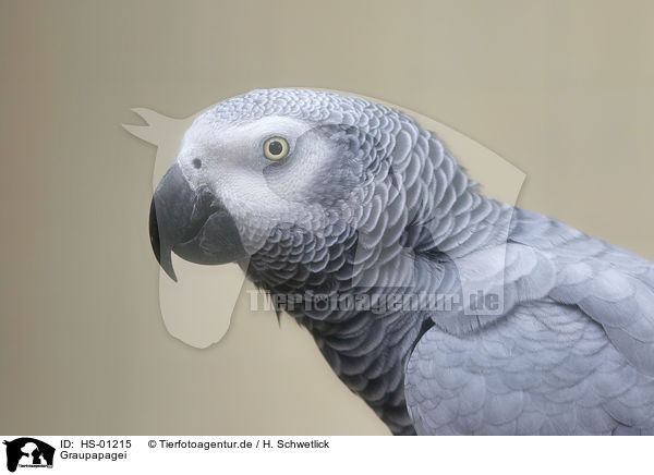 Graupapagei / grey parrot / HS-01215