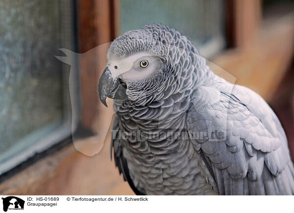Graupapagei / grey parrot / HS-01689