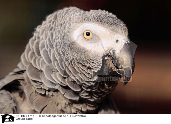 Graupapagei / grey parrot / HS-01716