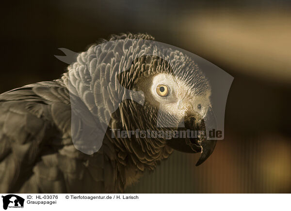 Graupapagei / gray parrot / HL-03076
