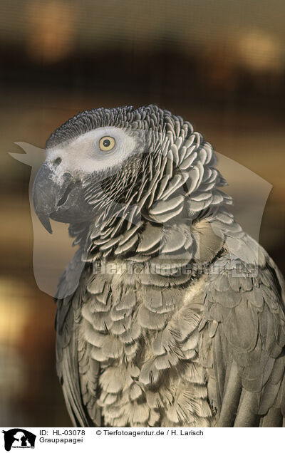 Graupapagei / gray parrot / HL-03078