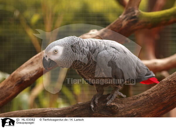Graupapagei / gray parrot / HL-03082