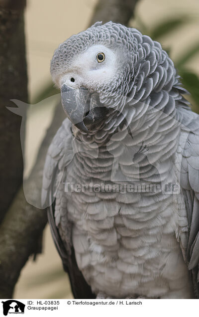 Graupapagei / African gray parrot / HL-03835