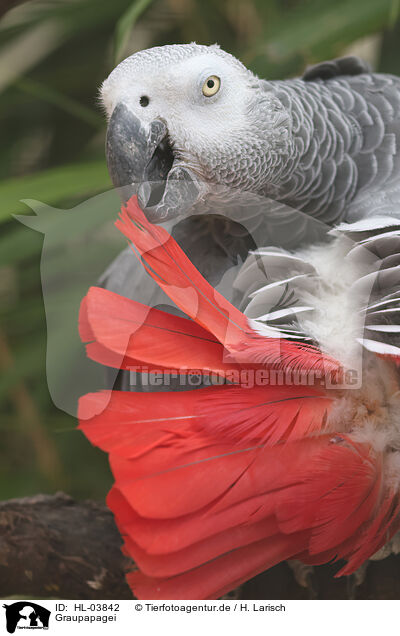 Graupapagei / African gray parrot / HL-03842