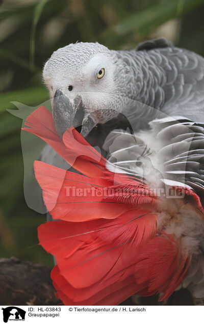 Graupapagei / African gray parrot / HL-03843