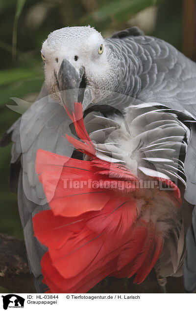 Graupapagei / African gray parrot / HL-03844