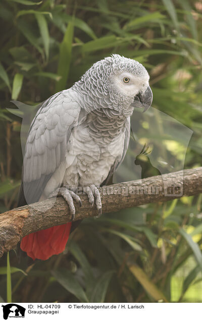 Graupapagei / african grey / HL-04709