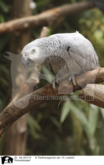 Graupapagei / african grey / HL-04715
