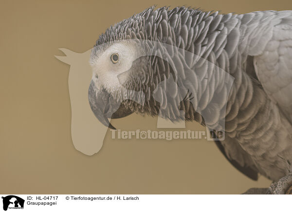 Graupapagei / african grey / HL-04717