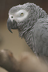 Graupapagei
