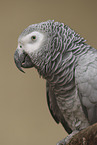 Graupapagei