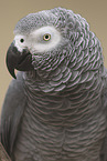 Graupapagei