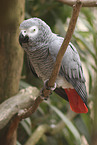 Graupapagei
