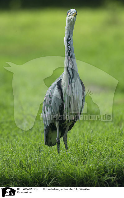 Graureiher / gray heron / AW-01005