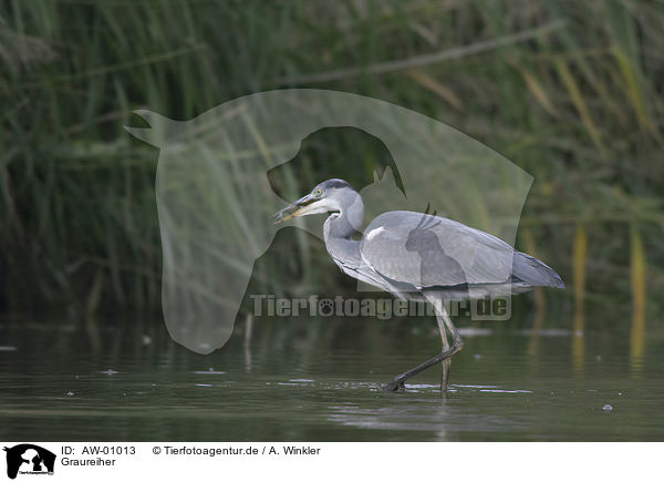 Graureiher / gray heron / AW-01013