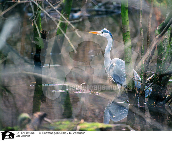 Graureiher / grey heron / DV-01056